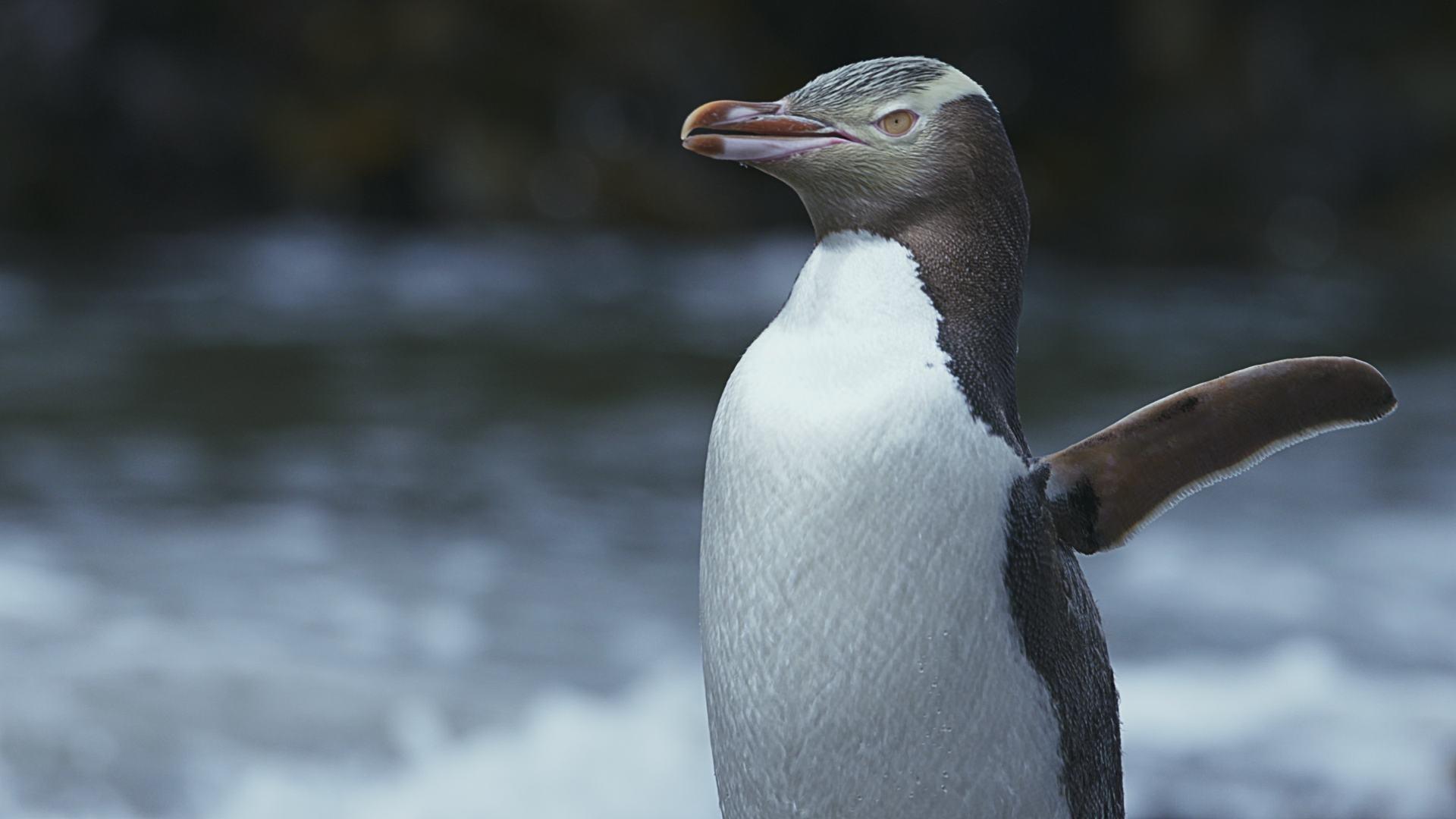 Big Pacific | Yellow-eyed Penguins | Episode 4 | PBS