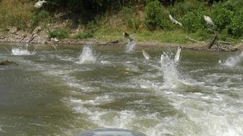 Asian Carp; Opioid National Emergency