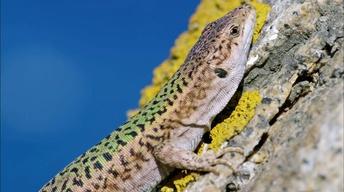 S36 Ep13: Cannibal Wall Lizards in Greece