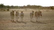 Video thumbnail: Nature's Great Race Awaiting at the Zebra Finish Line