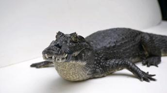 Creature Clip: Yacare Caiman