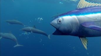 S35 Ep16: Spinner Dolphins Captured by 'Spy Tuna'