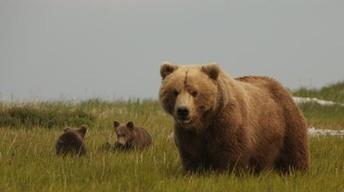 NATURE: Bears of the Last Frontier image