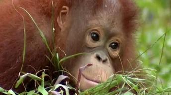 Shop Promo: Orangutan Diaries image