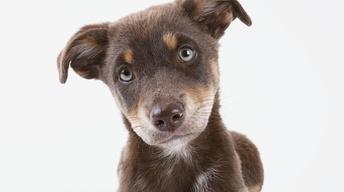 NOVA scienceNOW: What Are Animals Thinking? Preview image