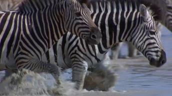 NATURE: Great Zebra Exodus image