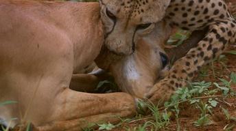 S36 Ep5: Cheetah Mom Teaches Cubs to Hunt