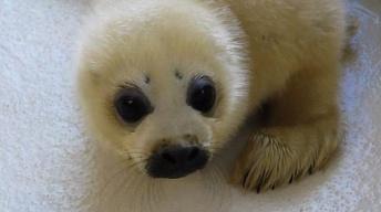 Self-Publishing/Marine Mammal Rescue