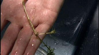 Hydrilla Invasion/Elizabeth McLellan