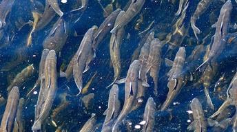 Desperate Alewives Preview image