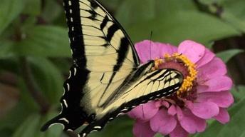 Butterfly Garden, Ornamental Grasses & Seasonal Lawn Care image