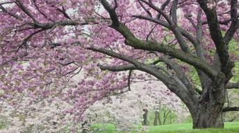 105: Magnificent Trees