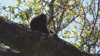 Ometepe's Howler Monkeys