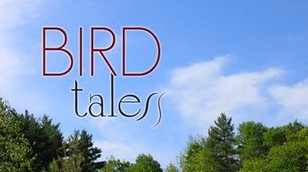 Bird Tales