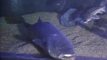 Fish image