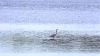 Marsh and Swamp image