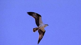 Project Osprey image
