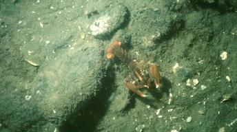 The Secret Life of Lobsters image