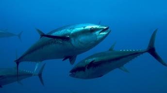 Tagging Tuna