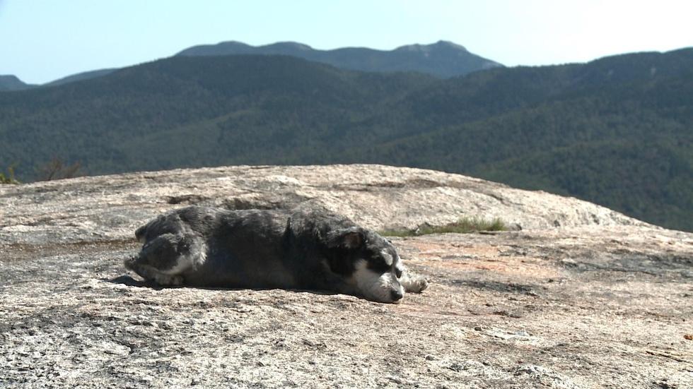 Hiking With Atticus the Dog image