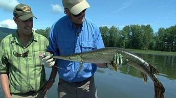 Longnose Gar, Black Spot Disease, Spruce Grouse image