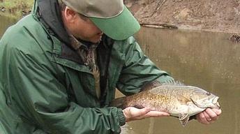 Bass Fishing, Bald Eagles, Native Mussels (Episode 801) image