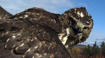 Willoughby Fishing, Eagle Point WMA, Hawk Banding image