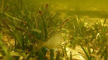 Seagrass Beds and Blue Carbon
