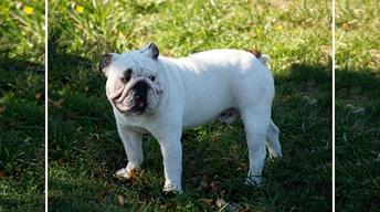 A Bulldog, a Kennel and a Deadly Mistake image