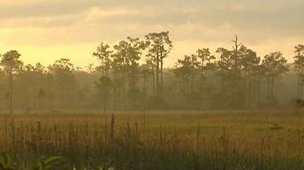Edge of the Everglades: Big Cypress National Preserve image