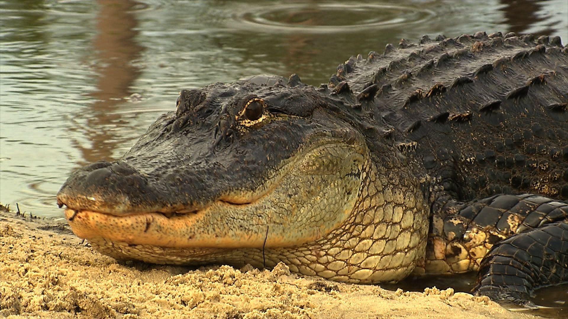 Video Alligators Watch Outdoors Online Public