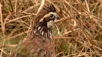 For The Love Of Quail