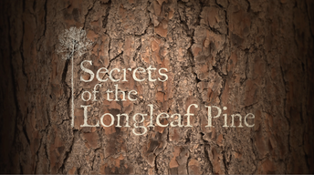 Secrets of the Longleaf Pine