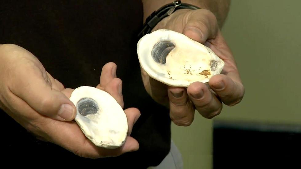 Raising disease-resistant oysters image