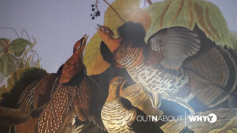 OUTNABOUT: John James Audubon Center at Mill Grove image