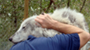 Big Oak Wolf Sanctuary image