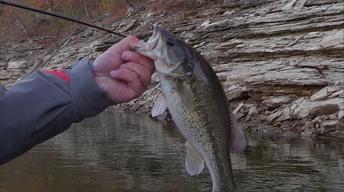 Early Winter Bass and Songbirds