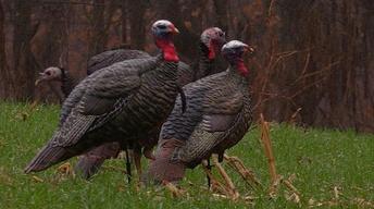 Turkey Hunting and Crankbaits