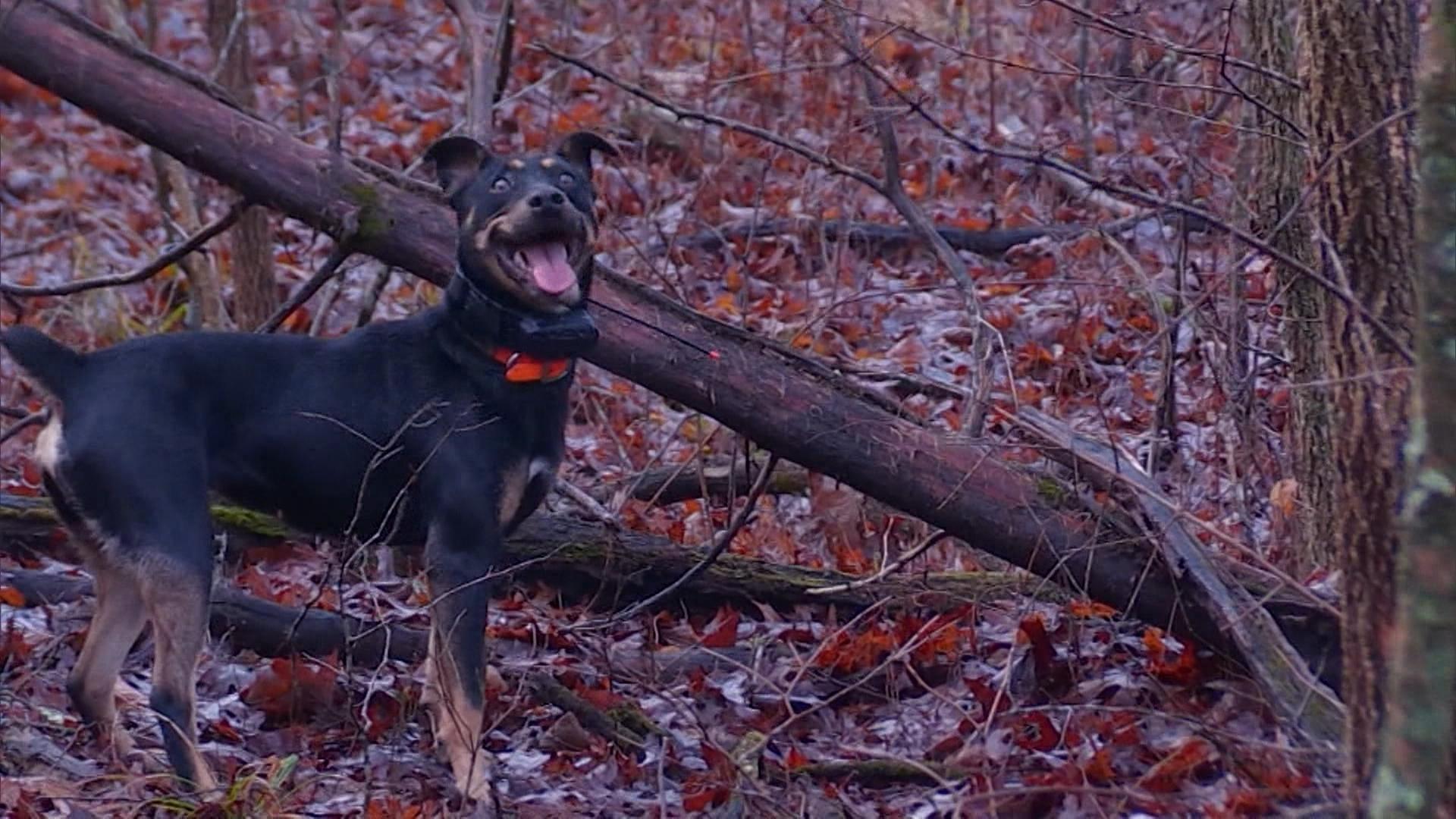 Video Hunting Dogs and Wild Hogs Watch Kentucky Afield Online KET