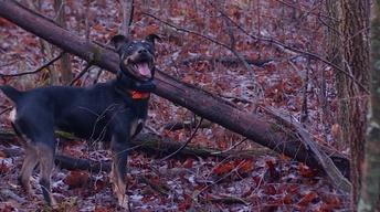 Hunting Dogs and Wild Hogs