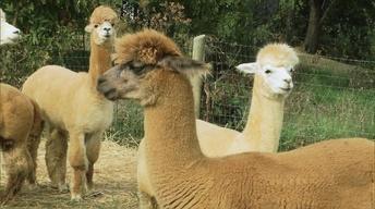 Alpacas, Rock Climbing, and More