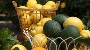 Fresh Lemon Recipes image