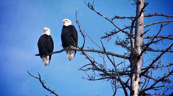 Big Cypress National Preserve: Bald Eagles