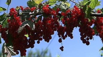 Berry Treasures image