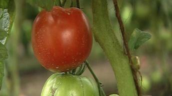 Tasty Tomato Treats image