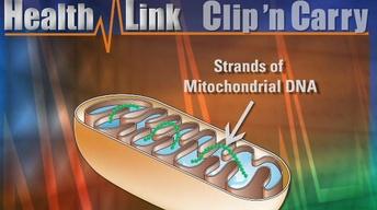 Clip N' Carry | Mitochondrial Disease