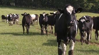 Maryland Farm & Harvest 102 image