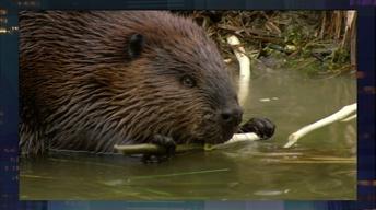 Leave It to Beavers PBS 2014 Natural History Nature