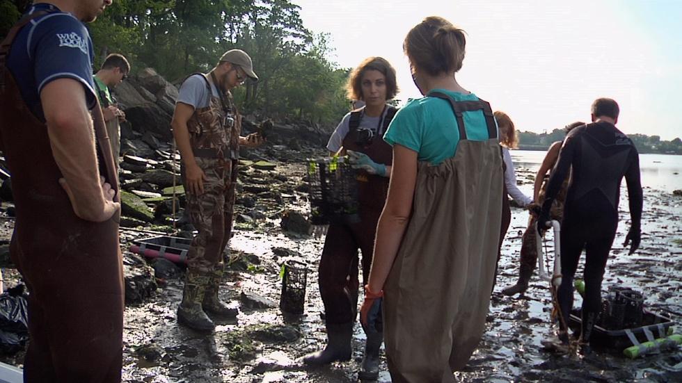 Restoring Oysters to Protect Us From Future Storms image