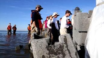 Nature May Protect Coast From Nature image